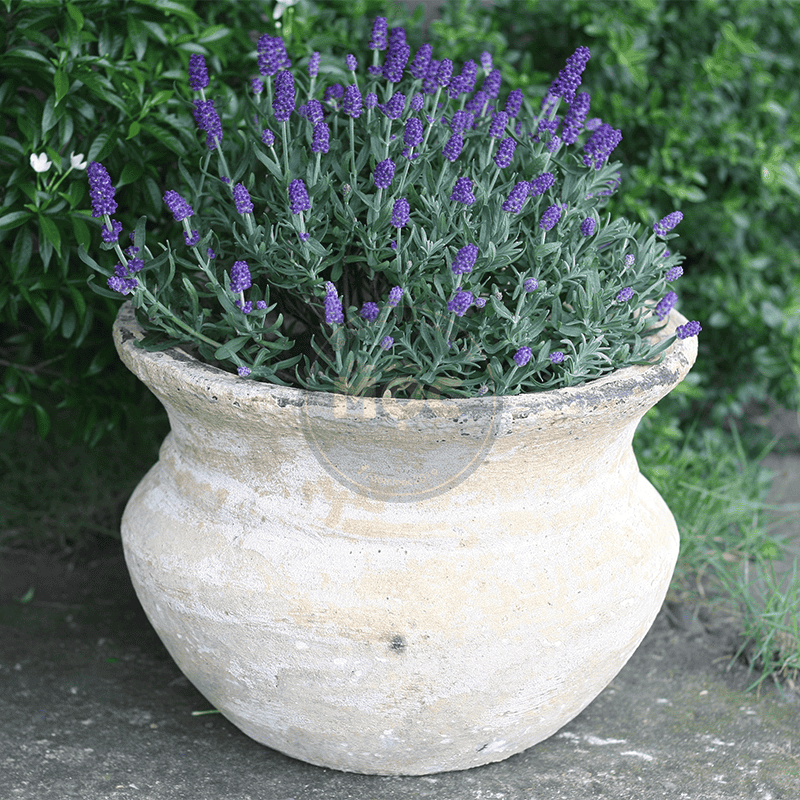 3073 Atlantic Tulip Thấp 33x33x23 Màu Trái Đất